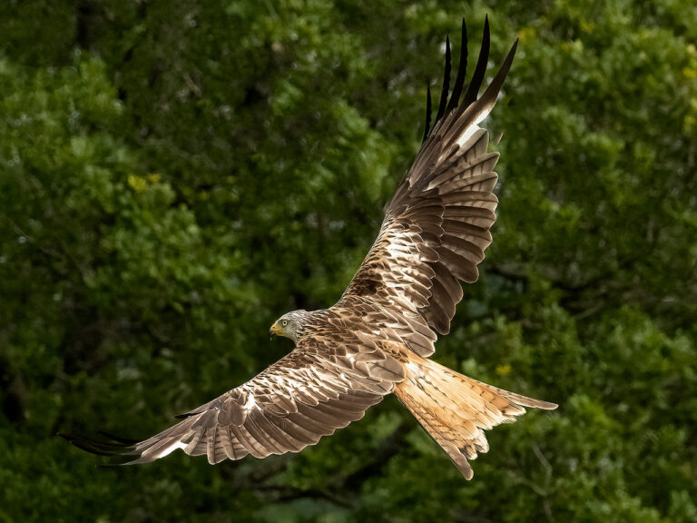 2nd Place - Red Kites by Alun Lambert
