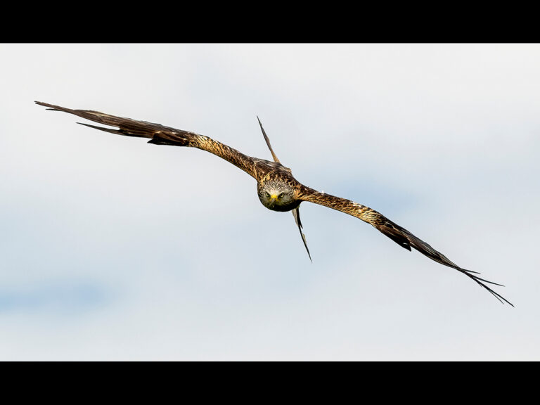 2nd Place - Red Kites by Alun Lambert