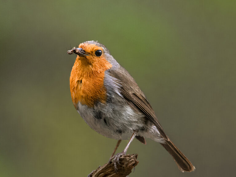 2nd Place - Robin with Grub by Phil Jones (N)