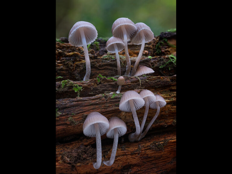 3rd Place (Jt) -Mycena Family by Kevin Barnes (N)