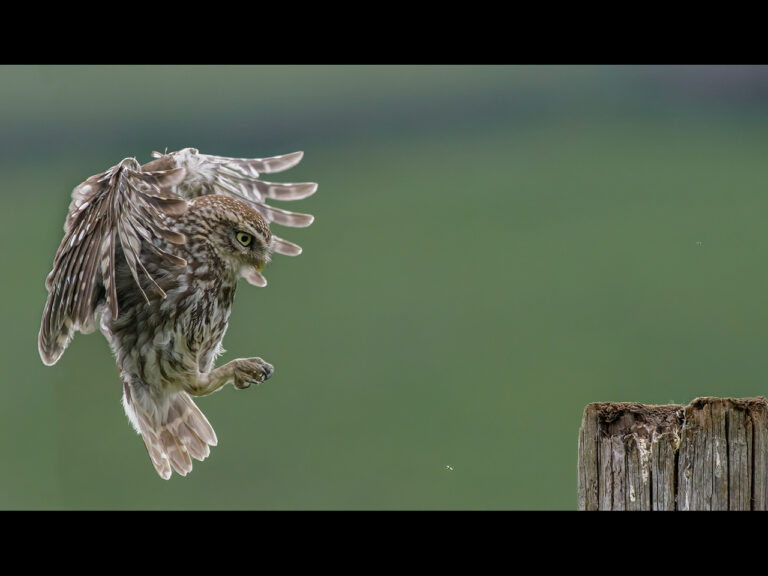 Highly Commended -  Little Owl Landing by Kevin Barnes