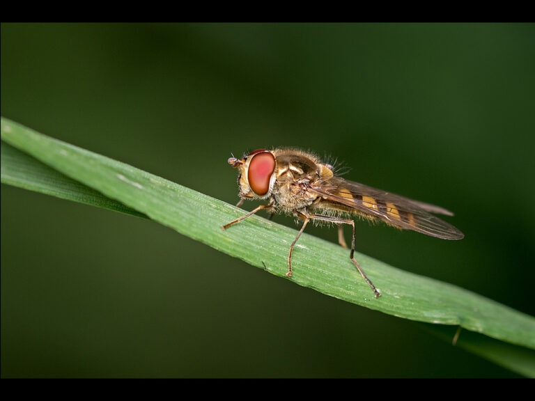 Highly Commended - Hoverfly on grass by Ian Meir BPE2