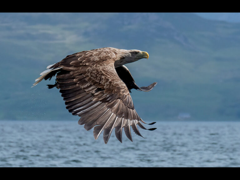 Highly Commended - White tailed Eagle by Rhys Lambert