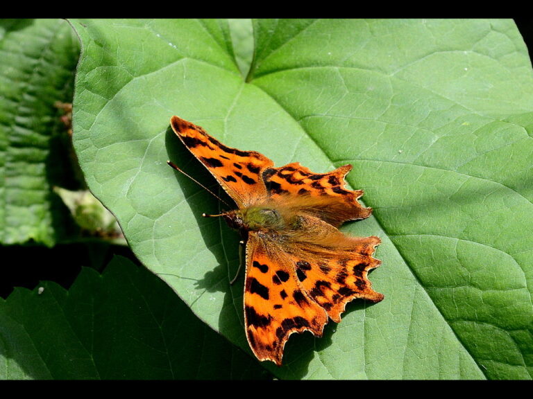 Comma butterfly - Commended by Paul Wallington
