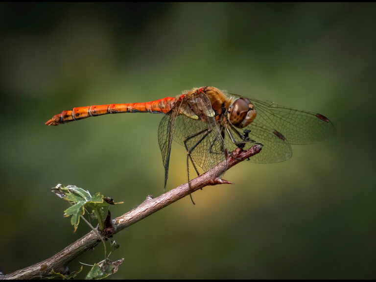 Darter Dragonfly - Highly Commended by Alun Lambert