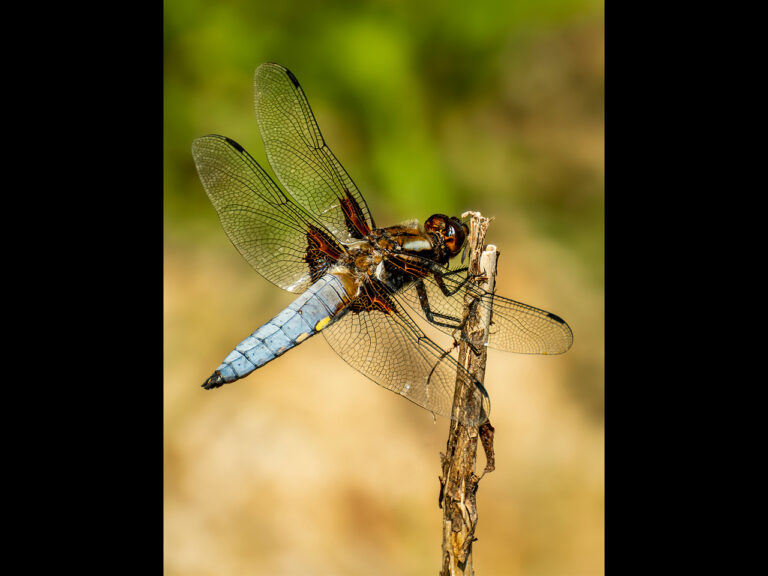 3rd Place -Male Broad-bodied chaser by Alun Lambert