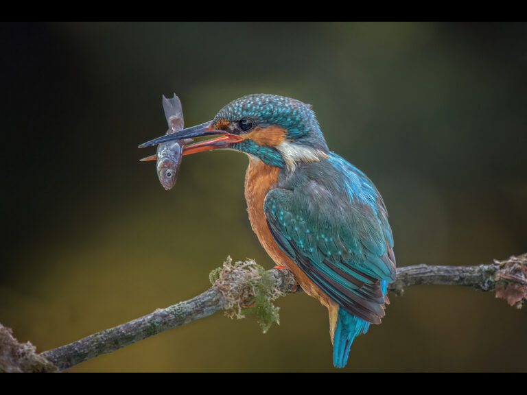1st Place -  Female kingfisher by Kevin Barnes (1 of 4))