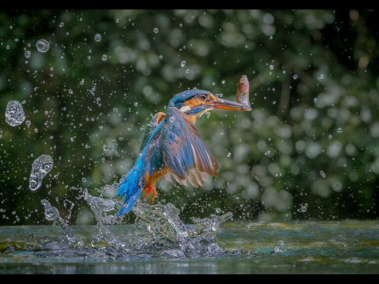 1st -  Female Kingfisher with catch by Kevin Barnes (4 of 4)