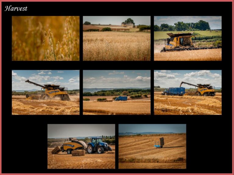 Commended - Harvest by Dave Kelly