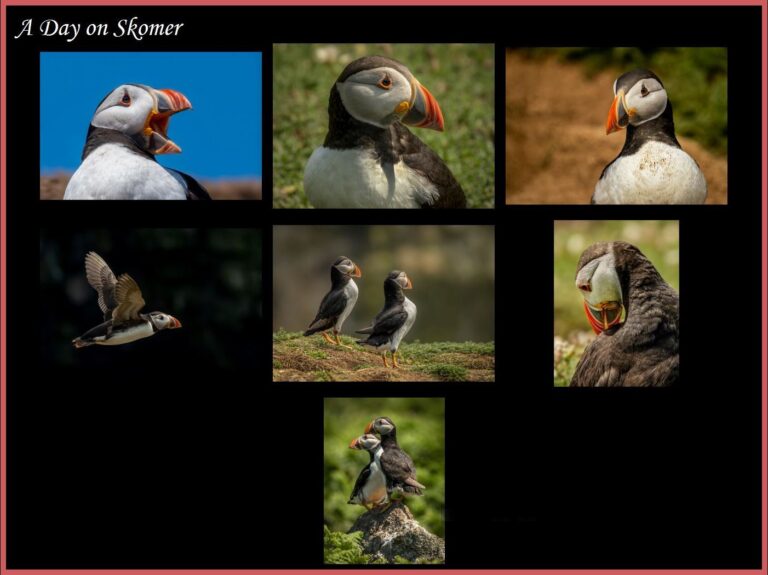 Commended - A Day on Skomer by Alun Lambeth