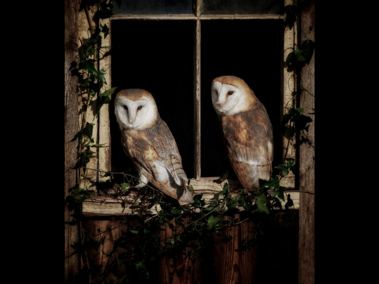 Highly Commended - Barn dwellers by Rob Totty