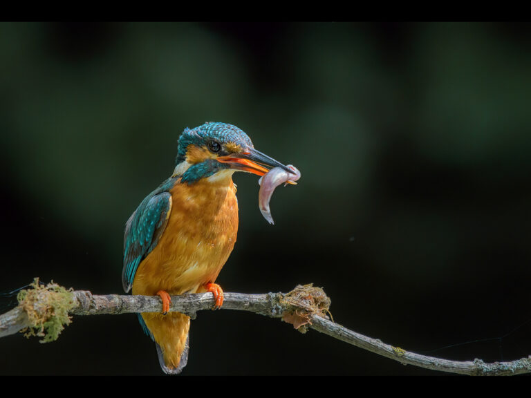 Highly Commended - Female Kingfisher with catch by Kevin Barnes