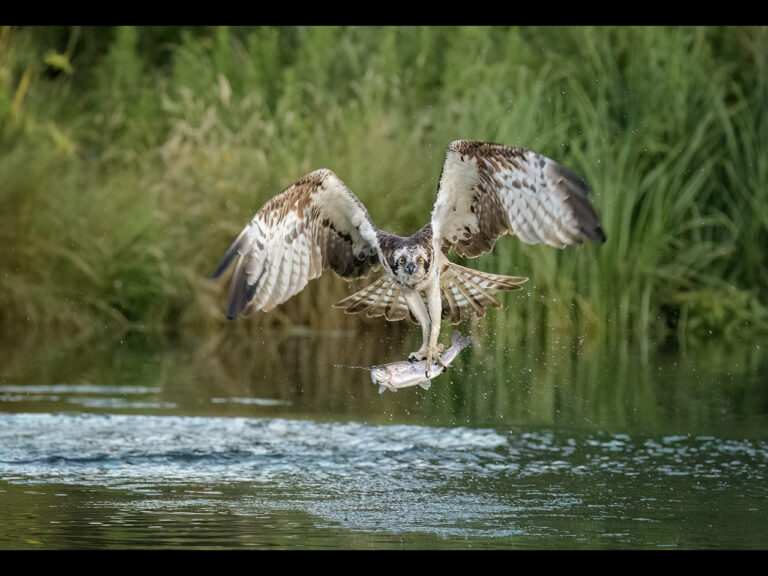 Highly Commended - Osprey with catch by Kevin Barnes