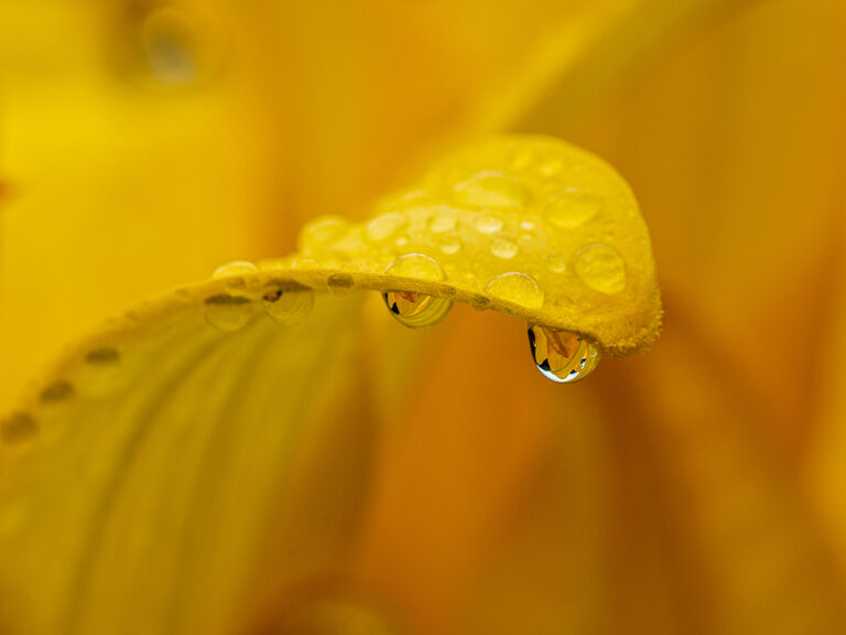 Highly Commended - Raindrops by Richard Bradford