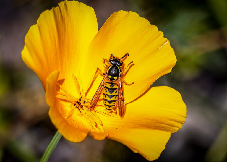 Highly Commended - Wasp on Flower by Trevor Buckle