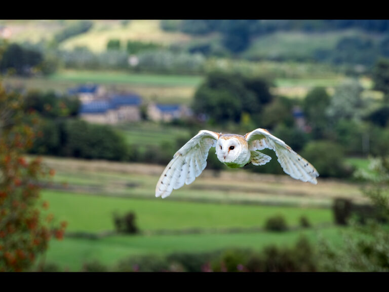 Commended - Barn Owl over Yorkshire Dales by Kevin Barnes