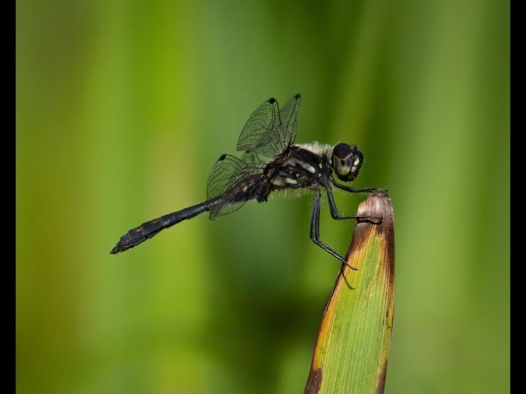 Highly Commended - Black Darter by Rob Totty