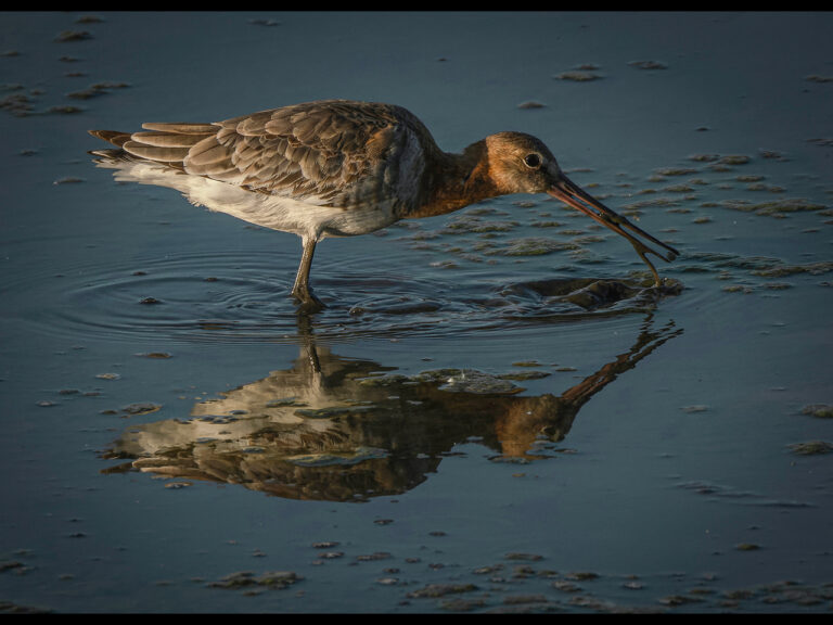 Commended - Black tailed godwit by Alun Lambert