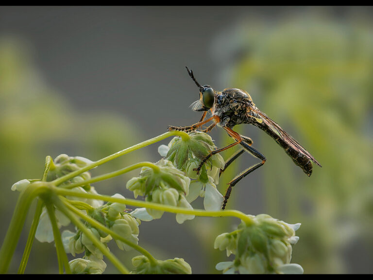 2nd Place - Robberfly by Alun Lambert