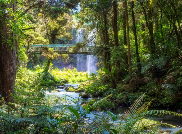 Highly Commended - Bridge in the Jungle by Trevor Buckle