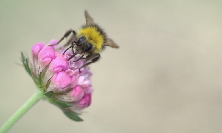Commended - Busy Bee by Lisa Rendall