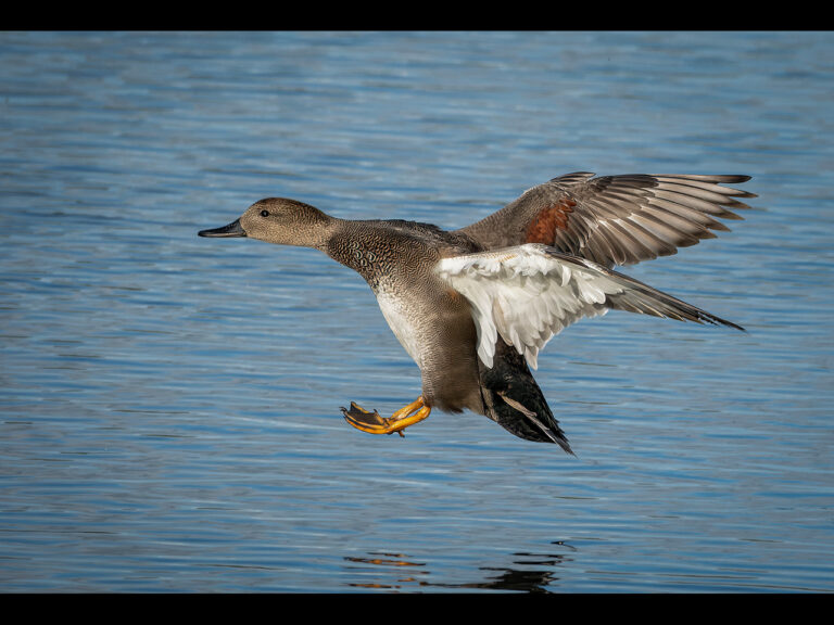 Commended - 'A day at RSPB Burton Mere' by Alun Lambert
