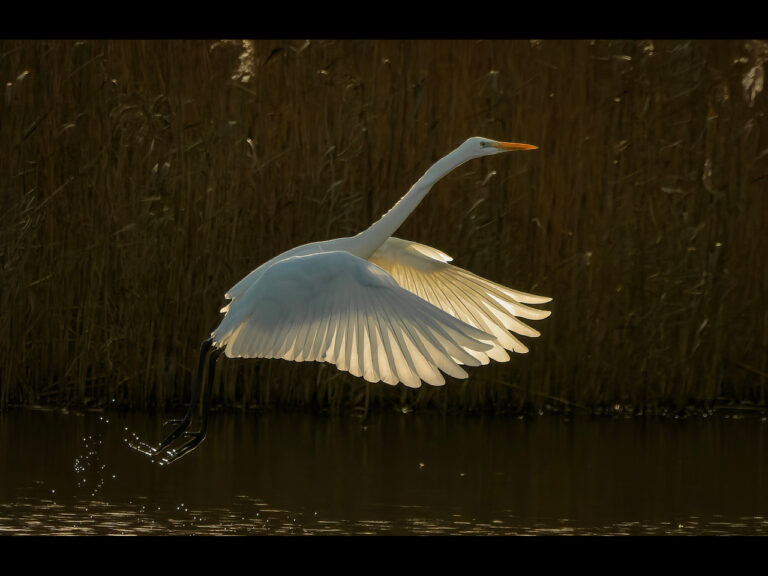Commended - 'A day at RSPB Burton Mere' by Alun Lambert