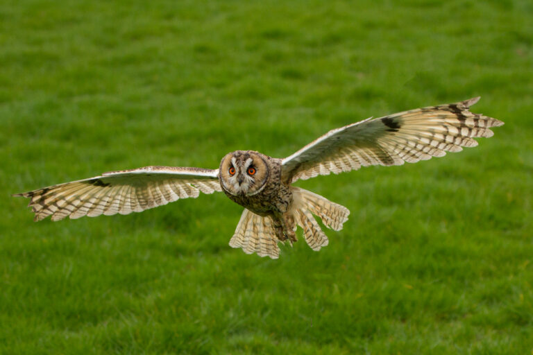 40. Short eared owl - Here I come - HPS