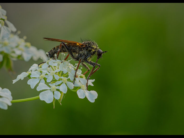 Highly Commended - Dagger fly by Alun Lambert