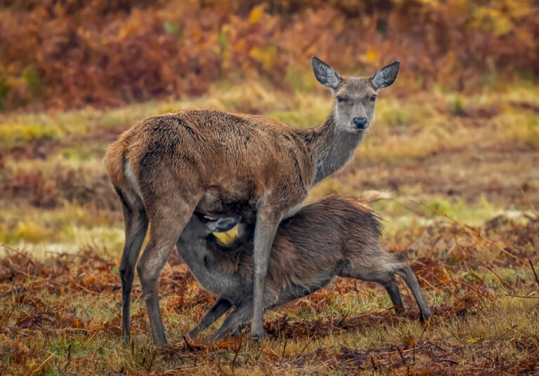 2nd Place - Deer and foal by Chris Lee