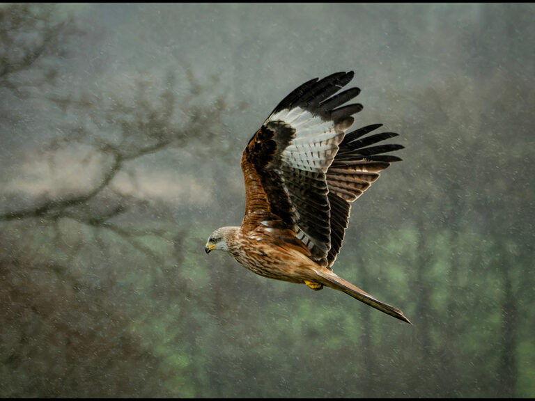 1st Place - Red Kite in the rain by Alun Lambert