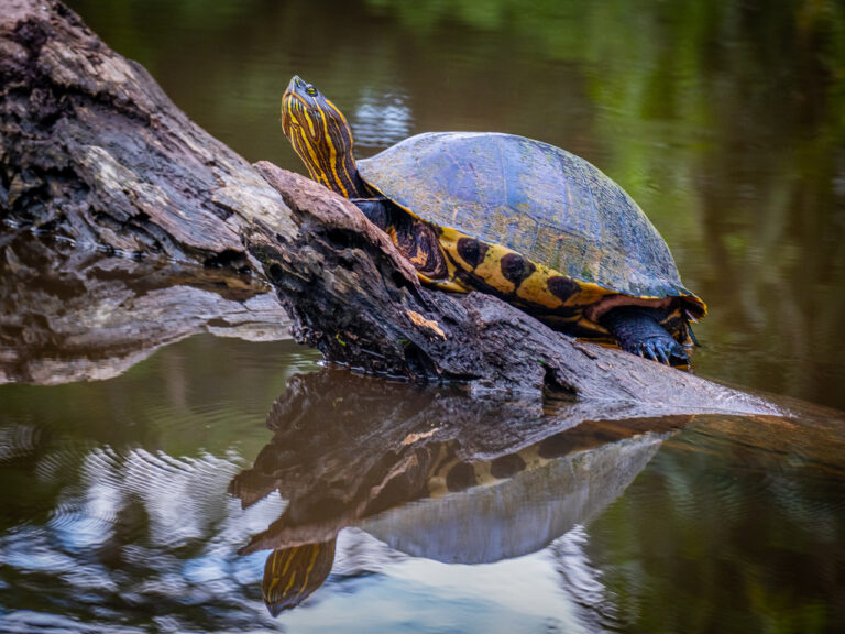 Commended - Striped Terrapin by Vivienne Noonan
