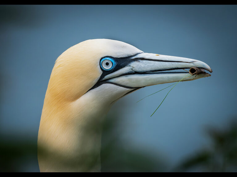Highly Commended - Northern Gannet by Alun Lambert