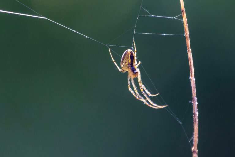 Commended - Orb-Weaver spider by Trevor Buckle
