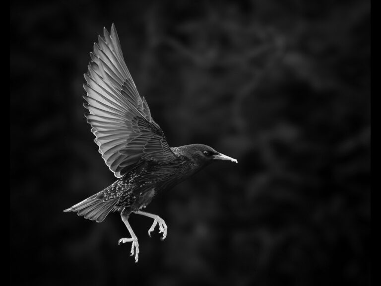 Highly Commended - Starling in flight by Alun Lambert