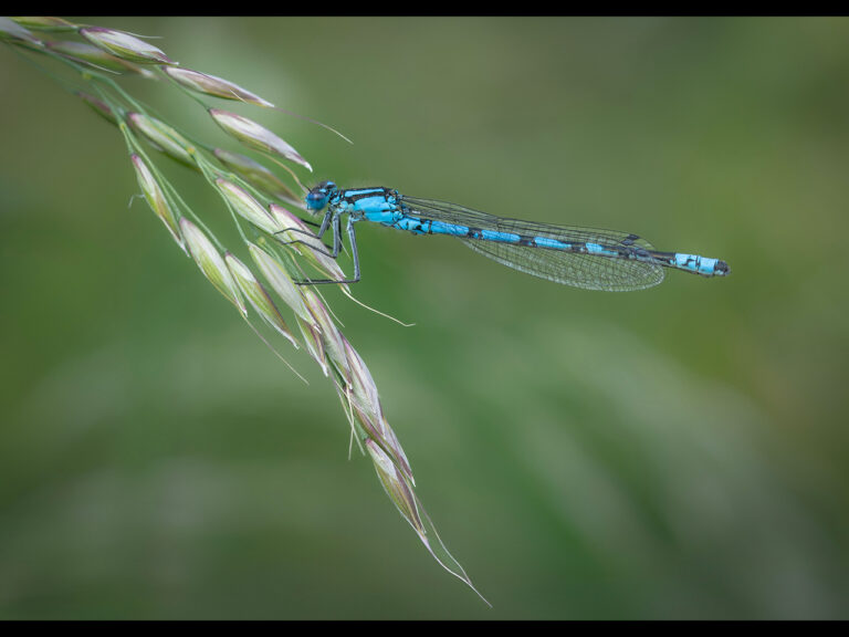 Highly Commended - Bugs life by Karen Lambert