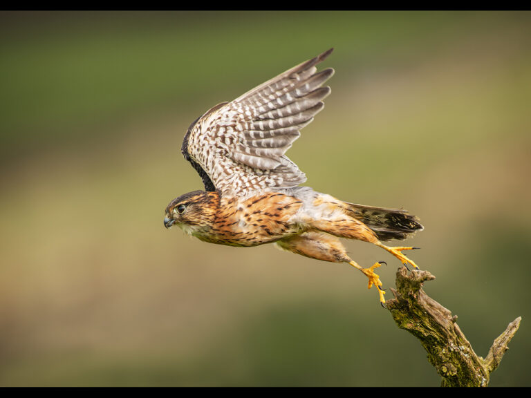 Highly Commended - Merlin Takeoff by Ian Meir