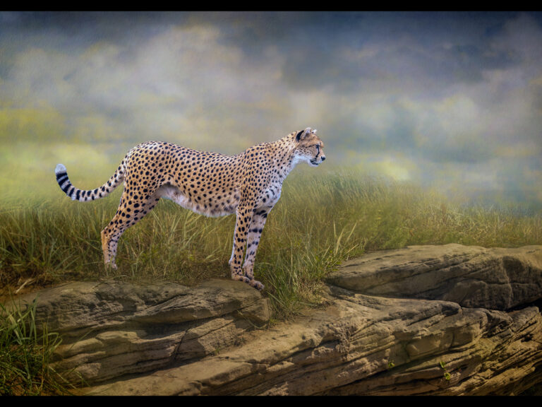 1st Place - Darcy by Kevin Barnes