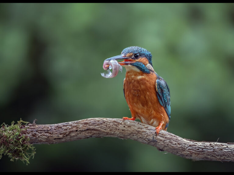 Commended - Female Kingfisher with catch by Kevin Barnes