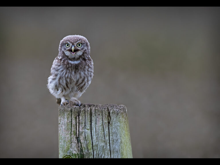 Commended - Open wide by Ian Meir