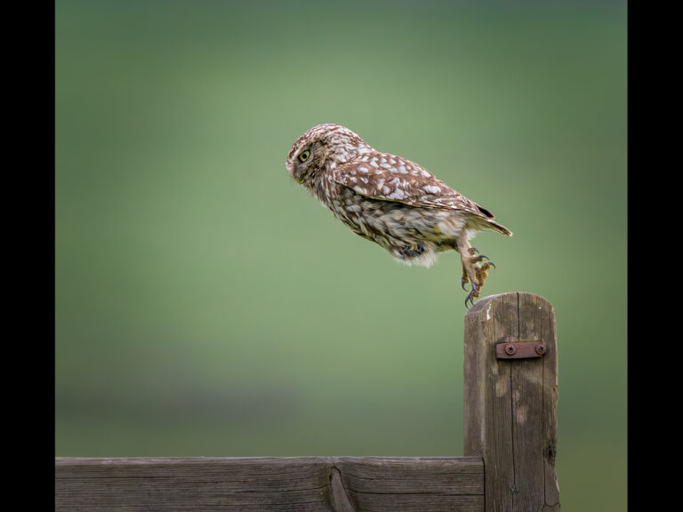 Highly Commended - Tumbling little owl by Kevin Barnes