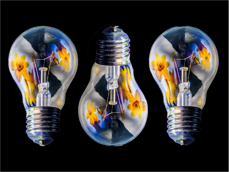 Highly Commended - Bulb Season by Vivienne Noonan