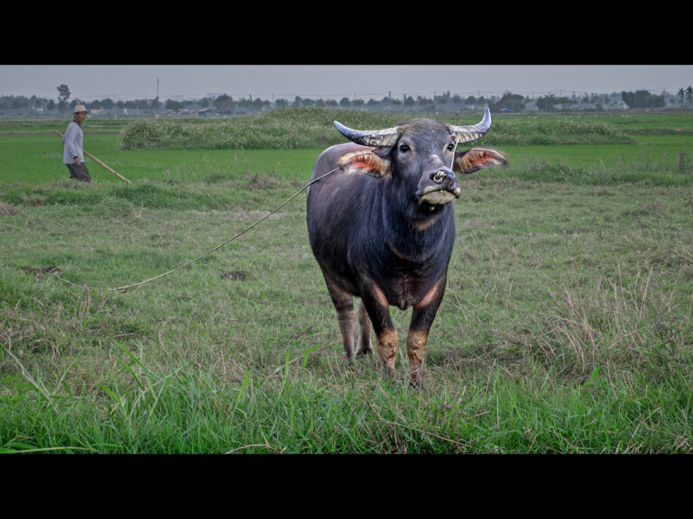 Joint 3rd Place - 1:Tethered by Ian Meir