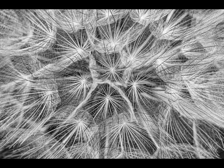 Joint 3rd Place - 3:Dandelion Seeds by Vivienne Noonan