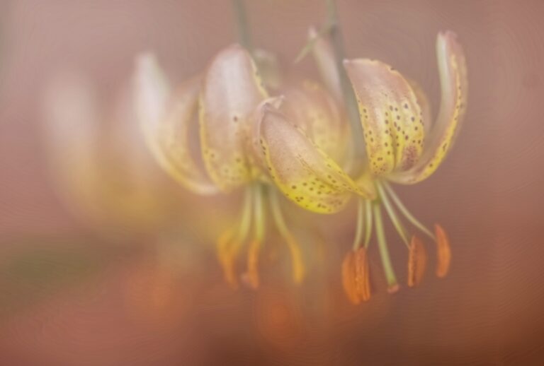 Highly Commended - 4:Lilly in The Mist by Lisa Rendall