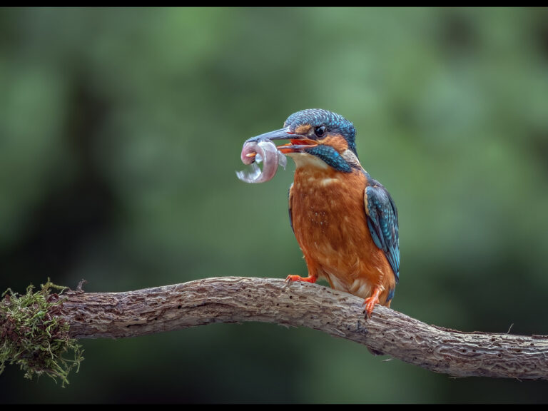 1st Place -3:Female Kingfisher with catch by Kevin Barnes