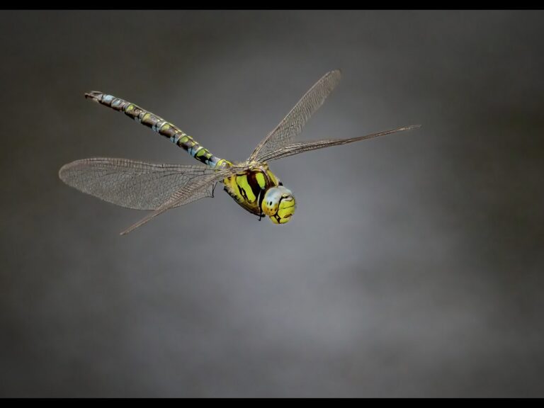 2nd Place - 4:Southern Hawker in the mist by Rob Totty