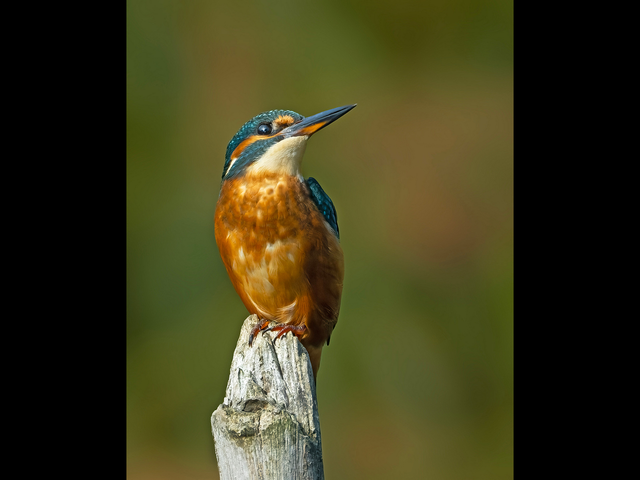2nd Place Alun Lambert - The Kingfisher - a young female hunting (2)