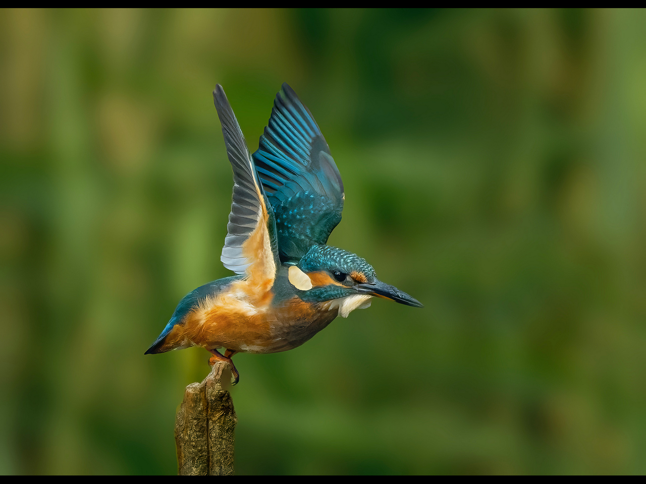2nd Place Alun Lambert - The Kingfisher - a young female hunting (3)
