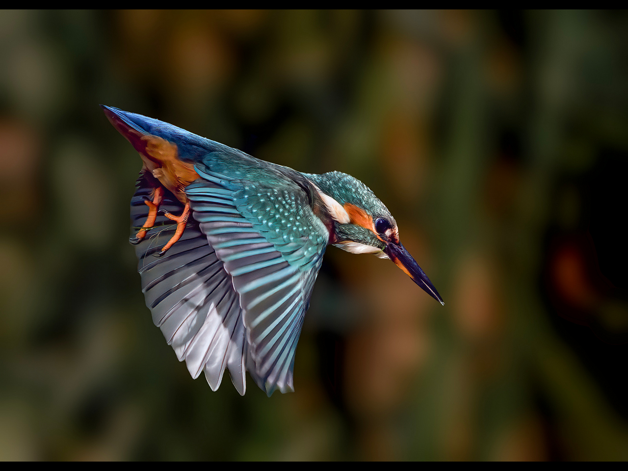 2nd Place Alun Lambert - The Kingfisher - a young female hunting (4)